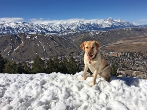The Jackson Hole Mountain Resort is closed for the season but Snow King offers plenty of good skiing for another few weeks for those willing to follow their dogs to the top.